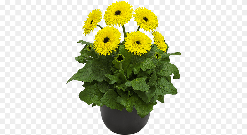 Patio Gerbera Kruger, Daisy, Flower, Flower Arrangement, Plant Png