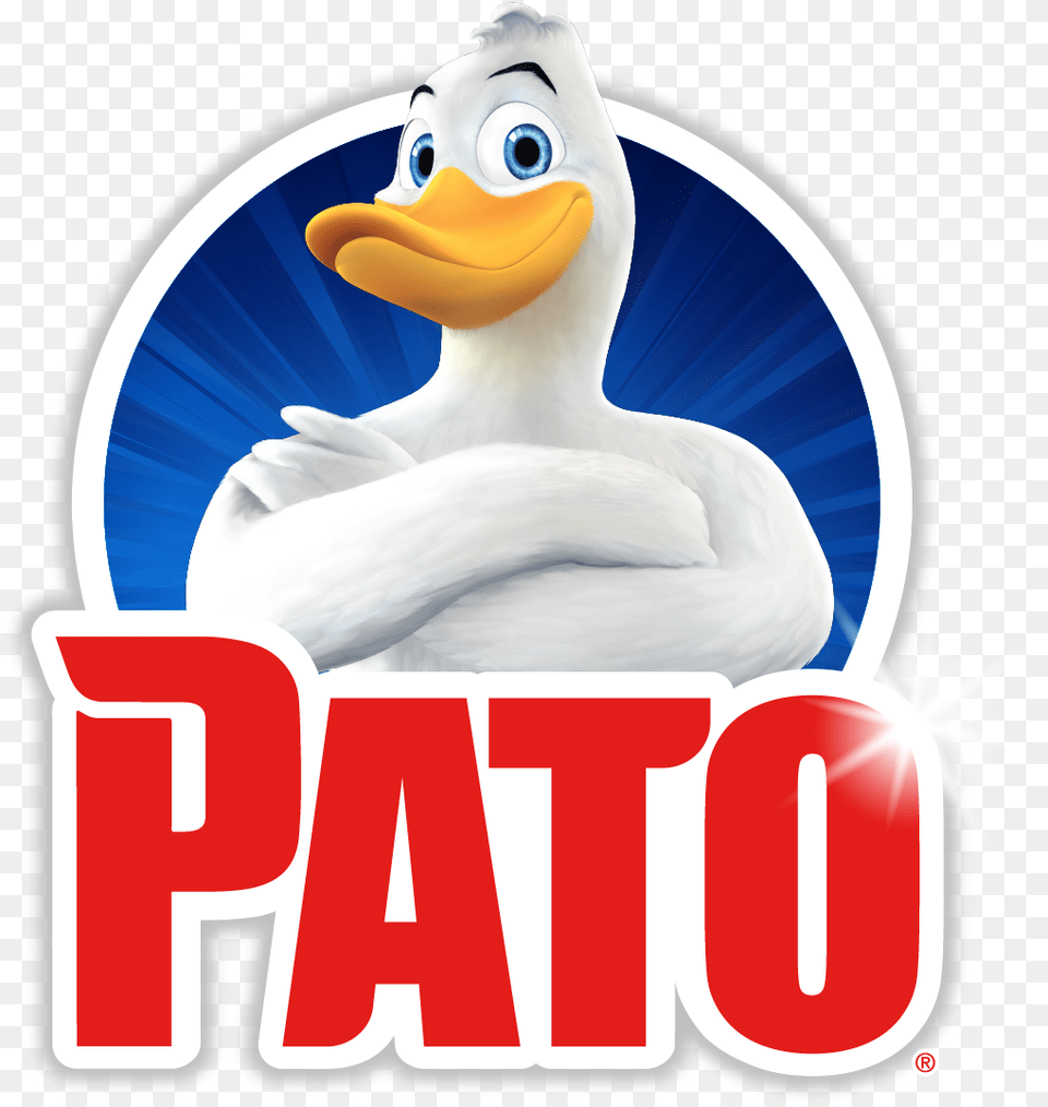 Pato, Animal, Bird, Waterfowl, Beak Png Image