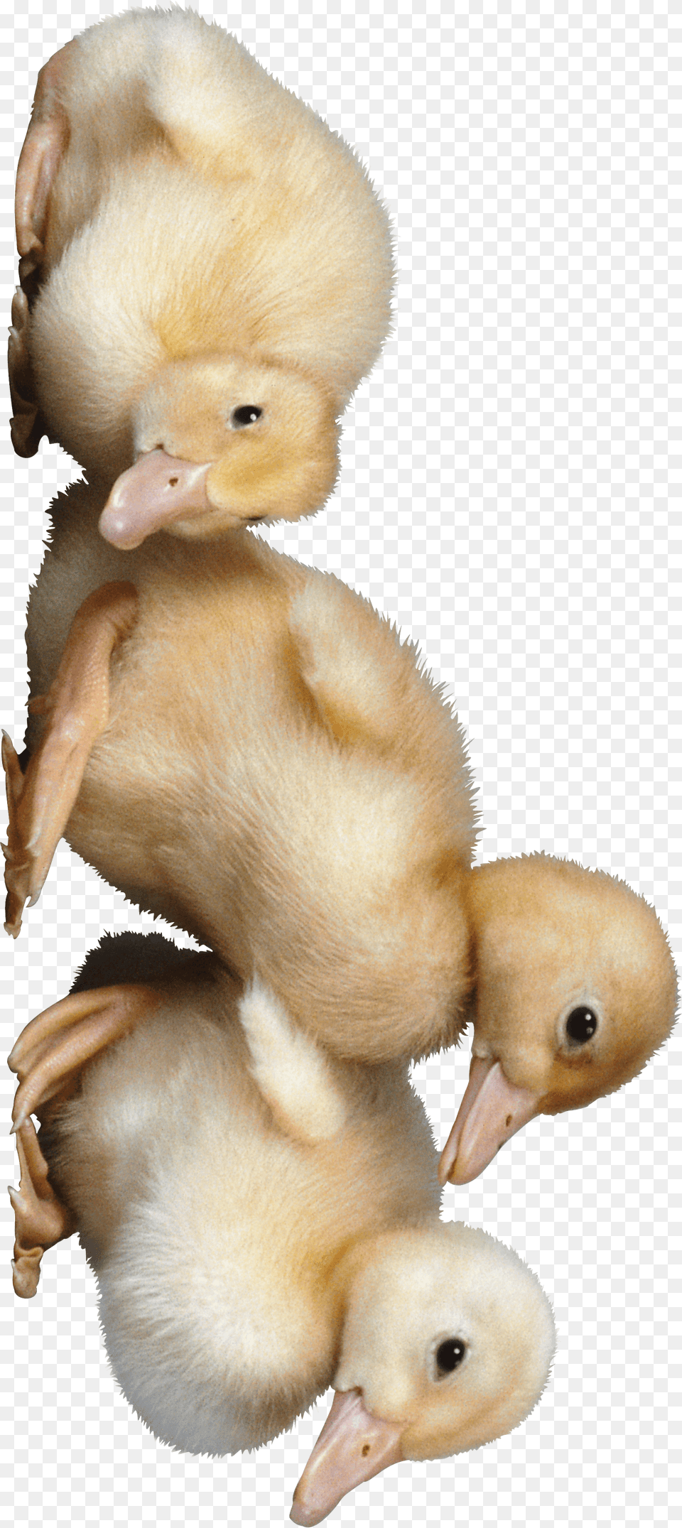 Pato Duck, Animal, Bird Free Transparent Png