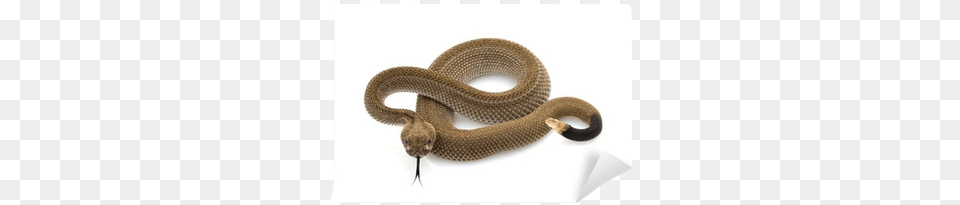 Patternless Western Diamondback Rattlesnake Wall Mural Western Diamondback Rattlesnake, Animal, Reptile, Snake, Cobra Free Transparent Png