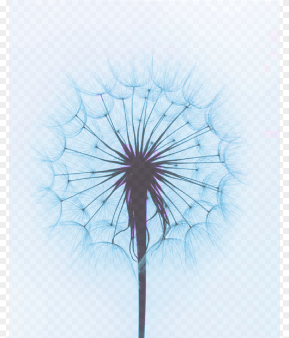 Paul Caponigro Photography, Flower, Plant, Dandelion Free Png