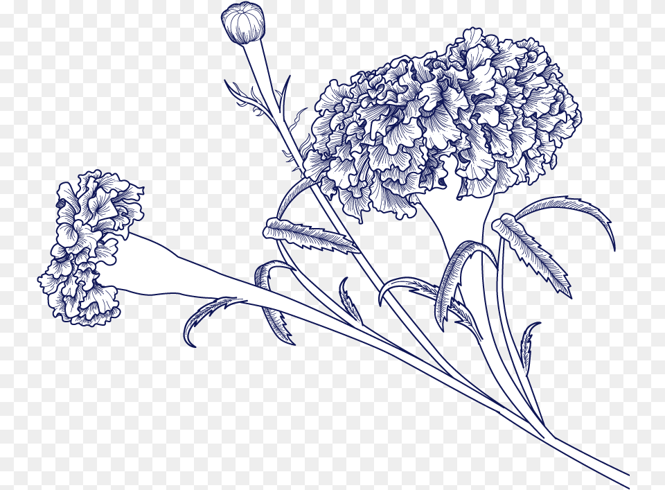 Paul Marigold Drawing, Art, Carnation, Flower, Plant Free Transparent Png