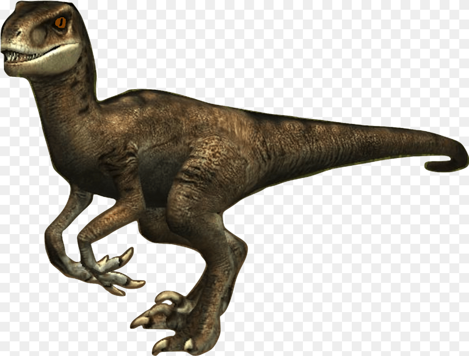 Paula The Velociraptor Velociraptor, Animal, Dinosaur, Reptile, T-rex Png Image