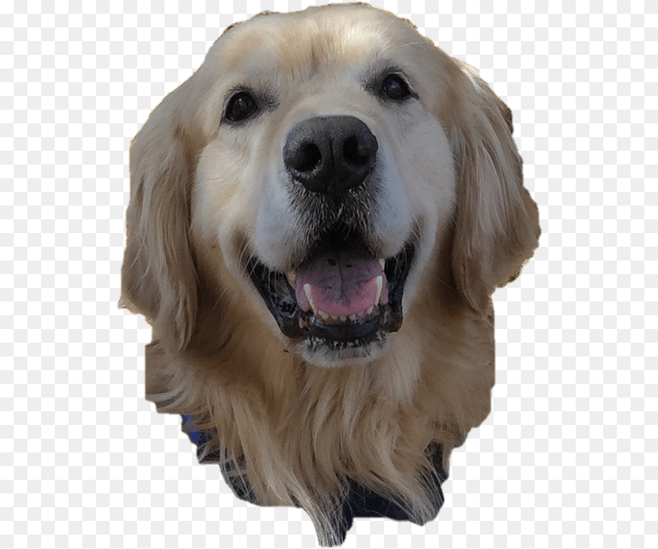 Pause Golden Retriever, Animal, Canine, Dog, Golden Retriever Free Transparent Png