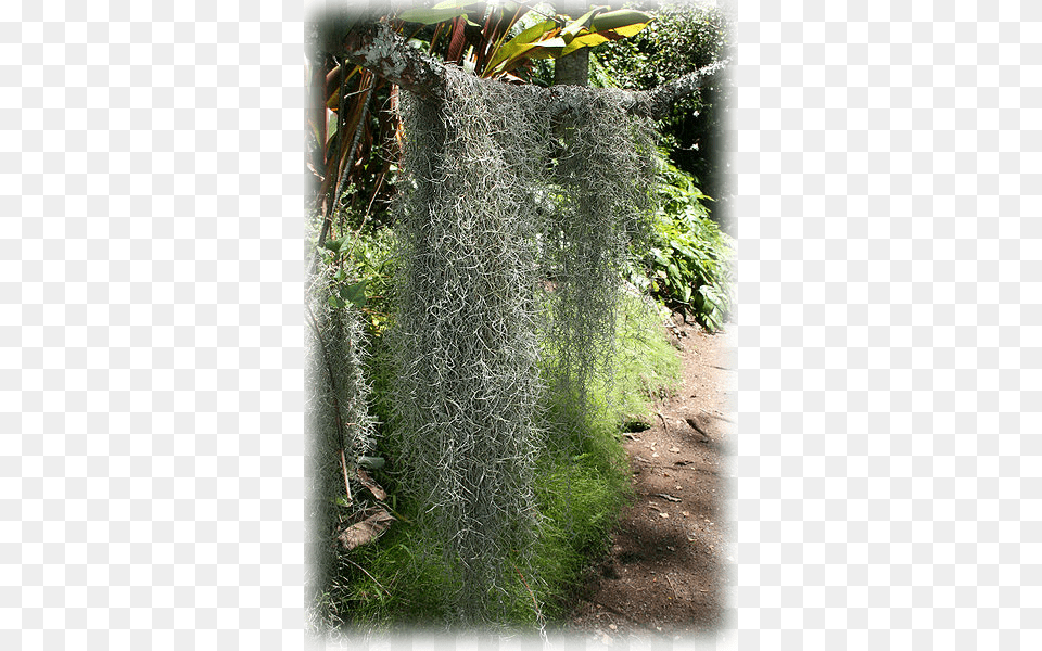 Pause Using Spanish Moss For Halloween Decor, Plant, Vegetation, Tree, Garden Free Transparent Png