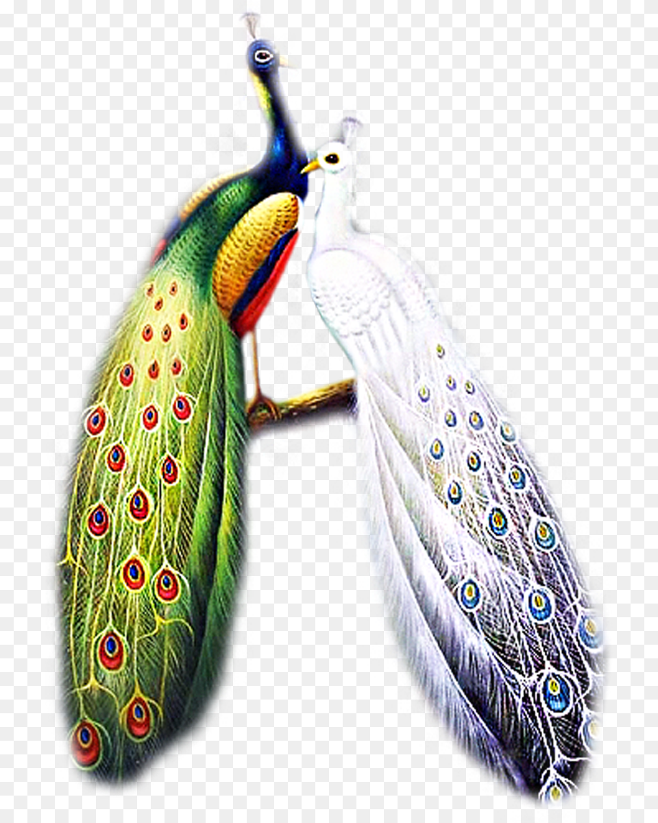 Pavlin Na Vetke Risunok, Animal, Bird, Peacock Free Transparent Png