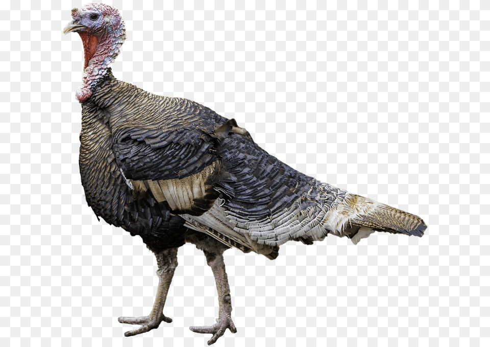 Pavo 7 Turkey Transparent Background, Animal, Bird, Fowl, Poultry Png Image