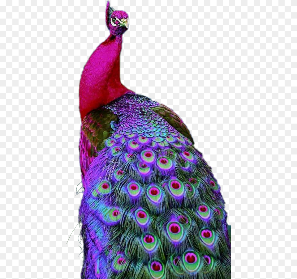 Pavo Real Peacock Wallpaper For Mobile, Animal, Bird Free Transparent Png