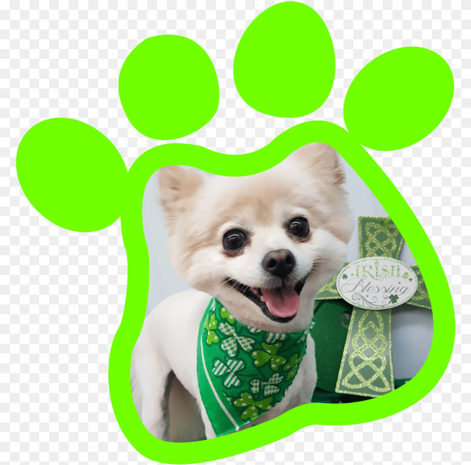 Paw Print Companion Dog, Animal, Canine, Mammal, Pet Free Transparent Png