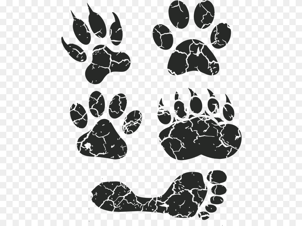 Paw Print Paw Foot Prints Footprint Animal Tracks Paw, Electronics, Hardware Free Transparent Png