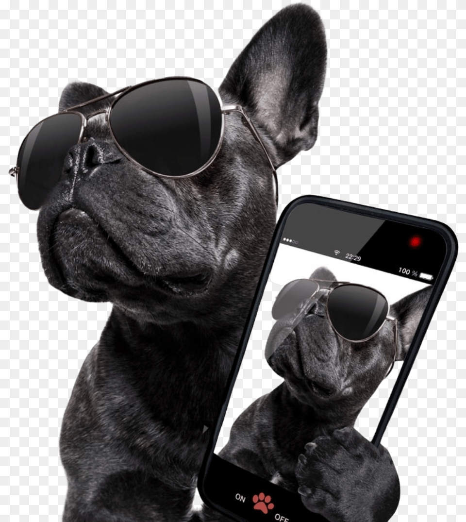 Pawllywood Dog Daycare French Bulldog Drinking Cocktail, Accessories, Phone, Mobile Phone, Sunglasses Png