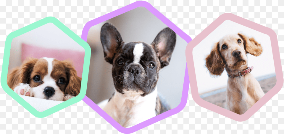 Paws For Hope French Bulldog, Animal, Canine, Dog, Mammal Free Transparent Png
