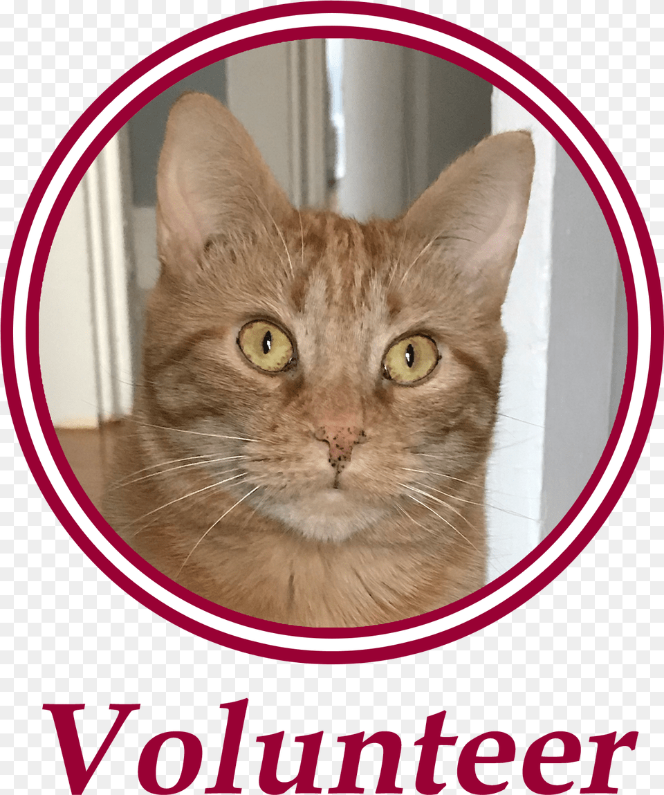 Paws Is An All Volunteer Non Profit Animal Welfare Domestic Short Haired Cat, Abyssinian, Mammal, Pet Free Transparent Png