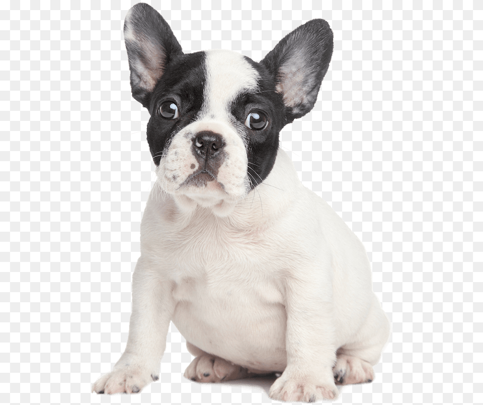 Pawsome News Easipetcare French Bulldog White Background, Animal, Mammal, French Bulldog, Pet Free Transparent Png