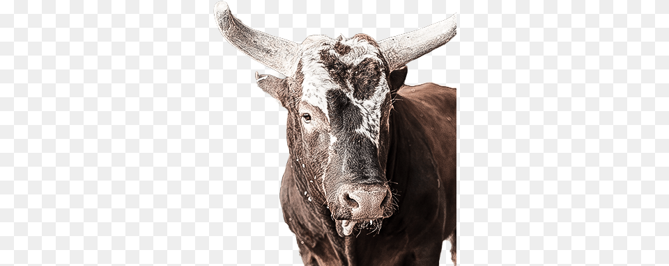 Pbr Asteroid Professional Bull Riders, Animal, Mammal, Cattle, Cow Png