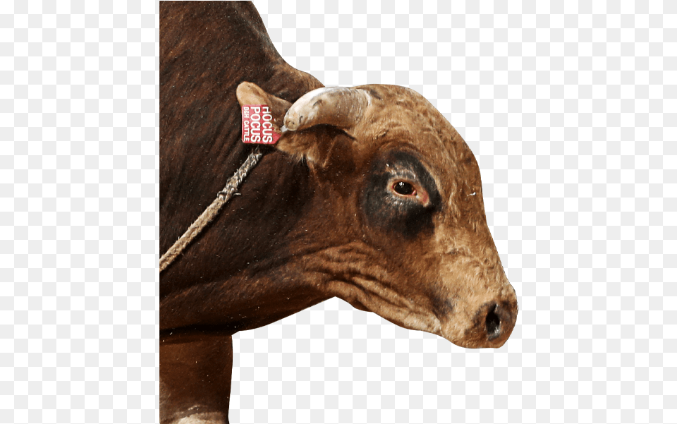 Pbr Bull Hocus Pocus Working Animal, Cattle, Livestock, Mammal, Ox Free Png