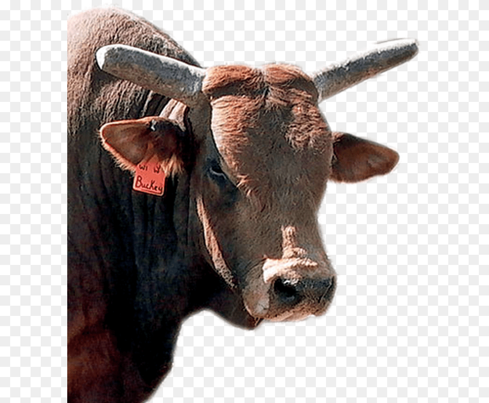 Pbr Bulls, Animal, Bull, Mammal, Cattle Free Png Download