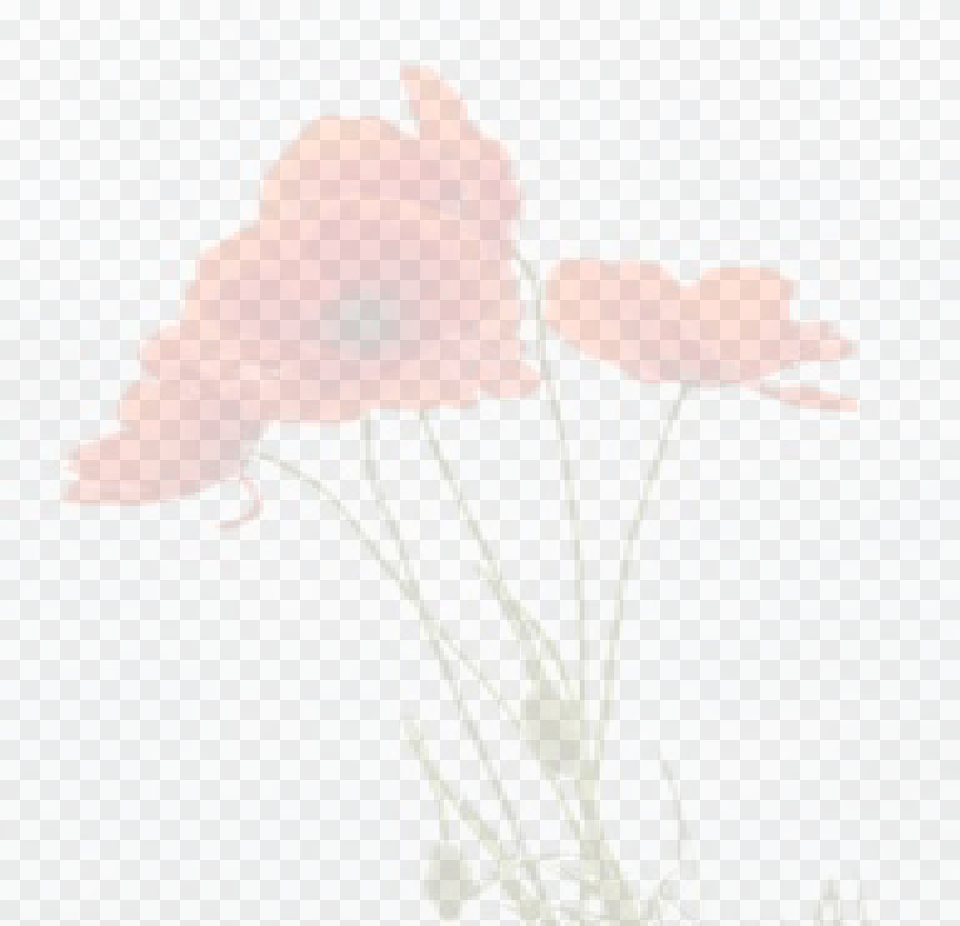 Pc 1 Delicate Red Poppies Vector Pillow, Flower, Plant, Poppy, Rose Png