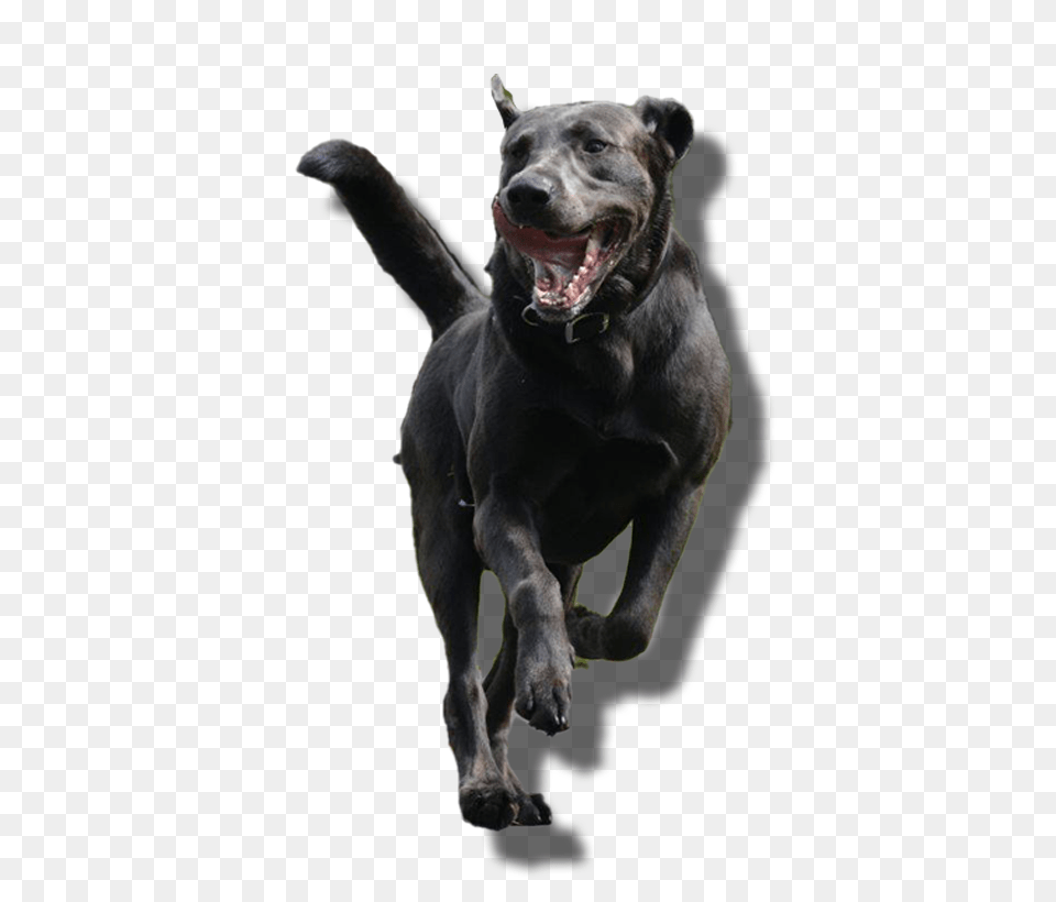 Pc Computer Star Wars Battlefront 2 2017 General Star Wars Battlefront 2 Genral Grevious, Animal, Canine, Dog, Labrador Retriever Png