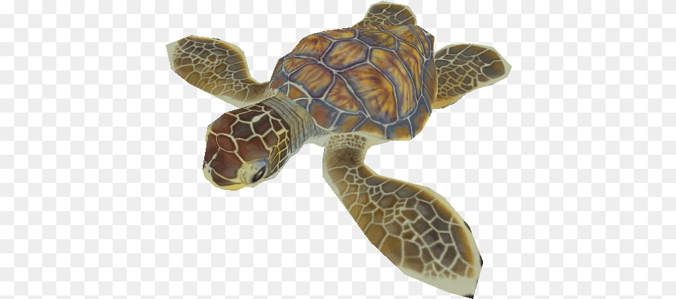 Pc Computer Turtle Hatchling In Transparent, Animal, Reptile, Sea Life, Sea Turtle Free Png Download