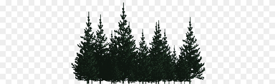 Pc Hd Wallpaper V Forest Pine Trees, Fir, Plant, Tree, Conifer Png Image