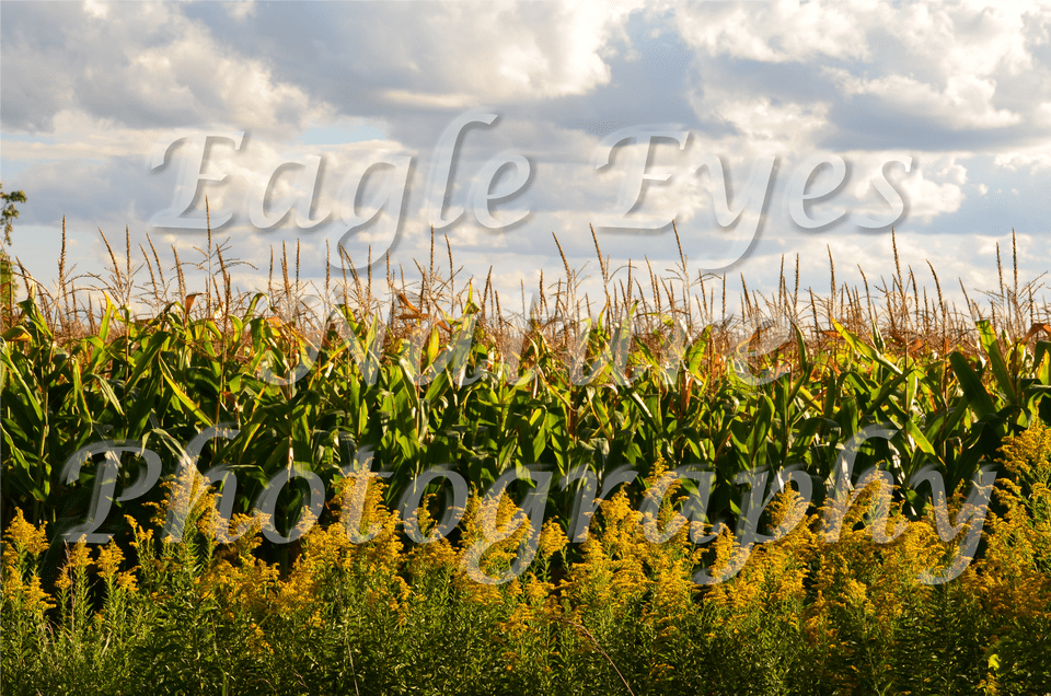 Pc Wisconsin Corn Field Dsc Free Transparent Png