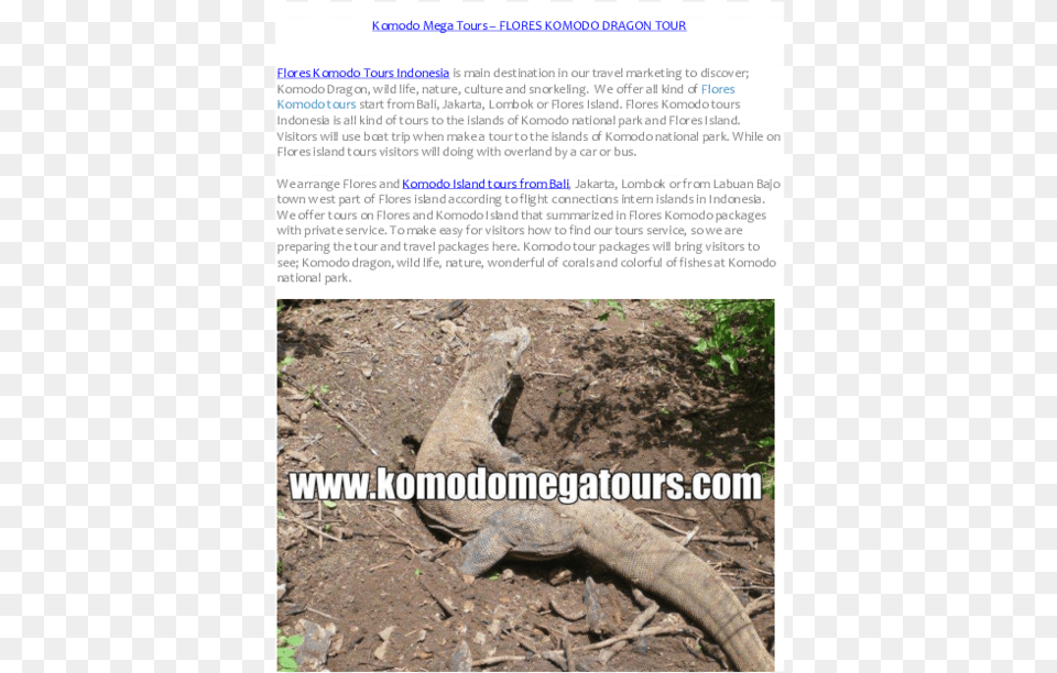 Pdf Alligator Lizard, Animal, Reptile Png Image