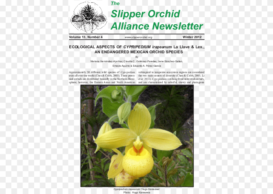 Pdf Ecological Aspects Of Cypripedium Irapeanum La Llave Cypripedium Irapeanum In Situ, Flower, Plant, Petal, Orchid Free Png