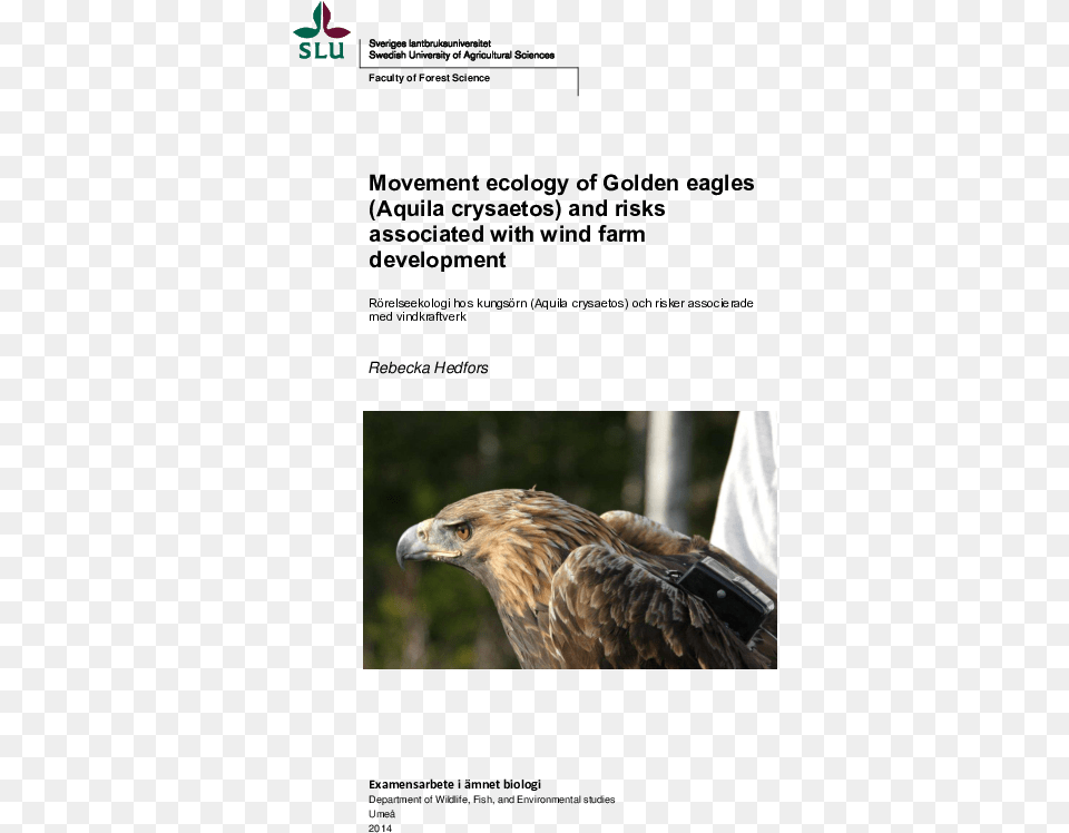 Pdf Golden Eagle, Animal, Beak, Bird, Vulture Free Transparent Png