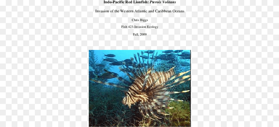 Pdf Lion Fish Gif, Animal, Sea Life, Sea, Reef Png