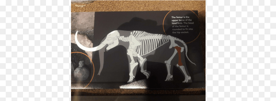 Pdf Okapi Png