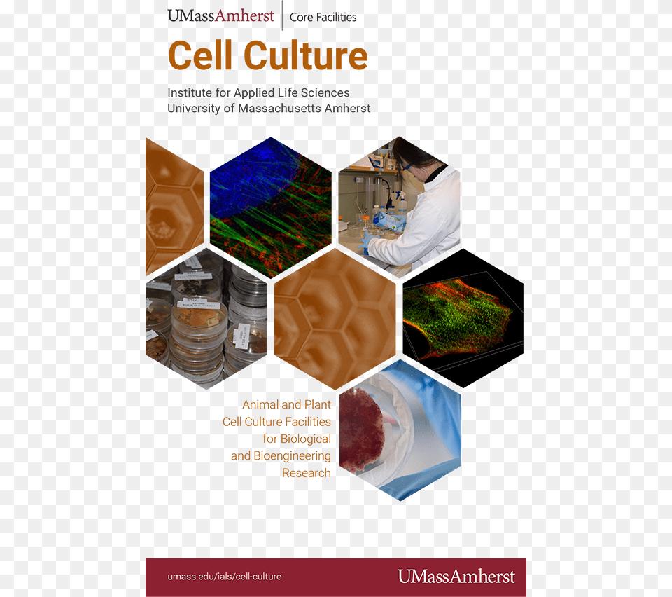 Pdf Version Of Cell Culture Brochure Online Advertising, Adult, Female, Lab, Person Png Image