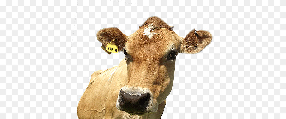 Pdo Dairy Cow, Animal, Cattle, Livestock, Mammal Free Transparent Png