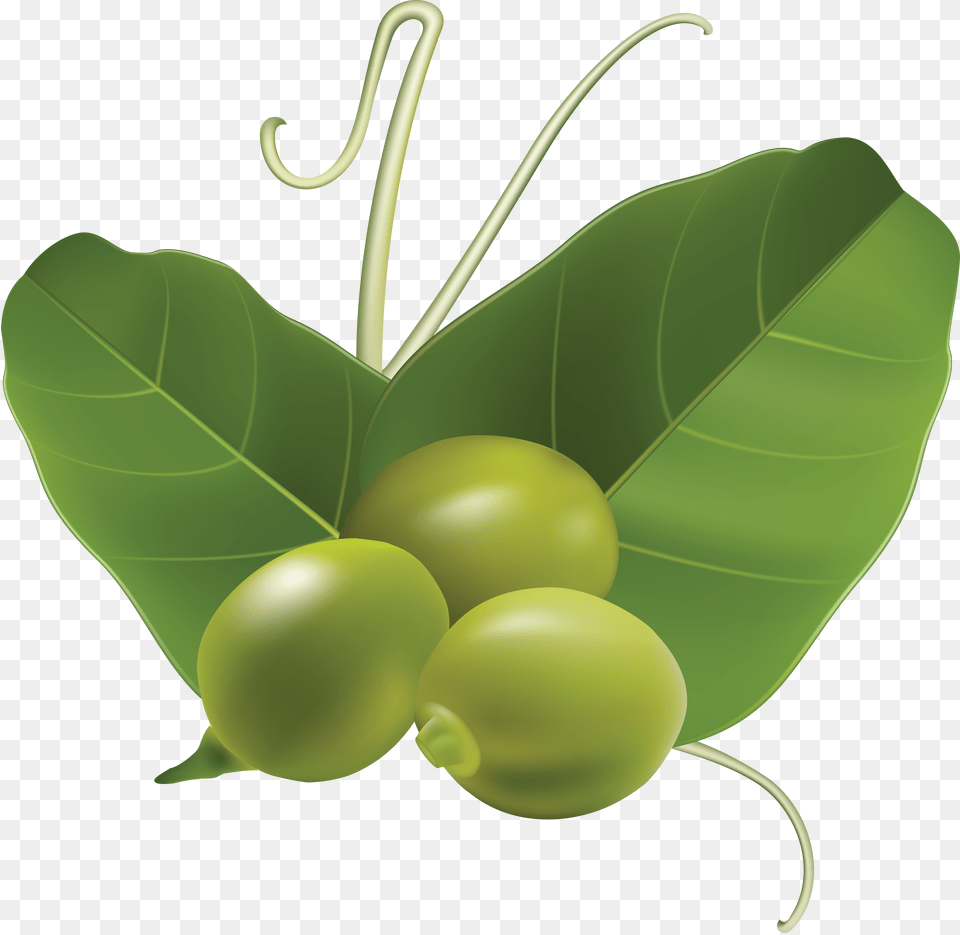 Pea, Food, Fruit, Leaf, Plant Free Transparent Png