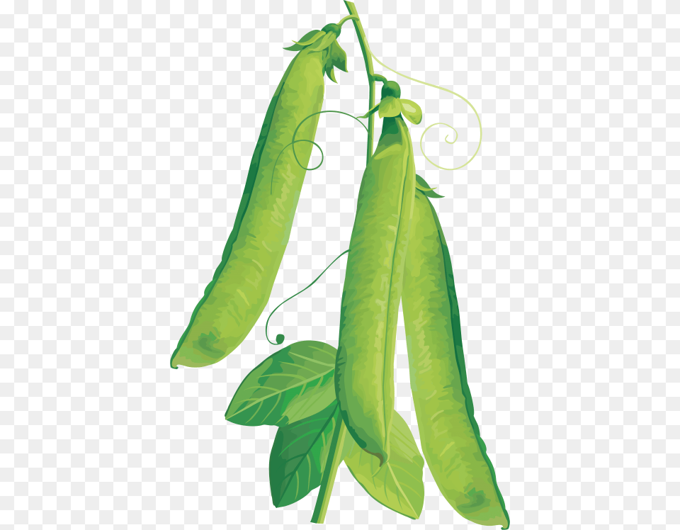 Pea, Food, Plant, Produce, Vegetable Free Png