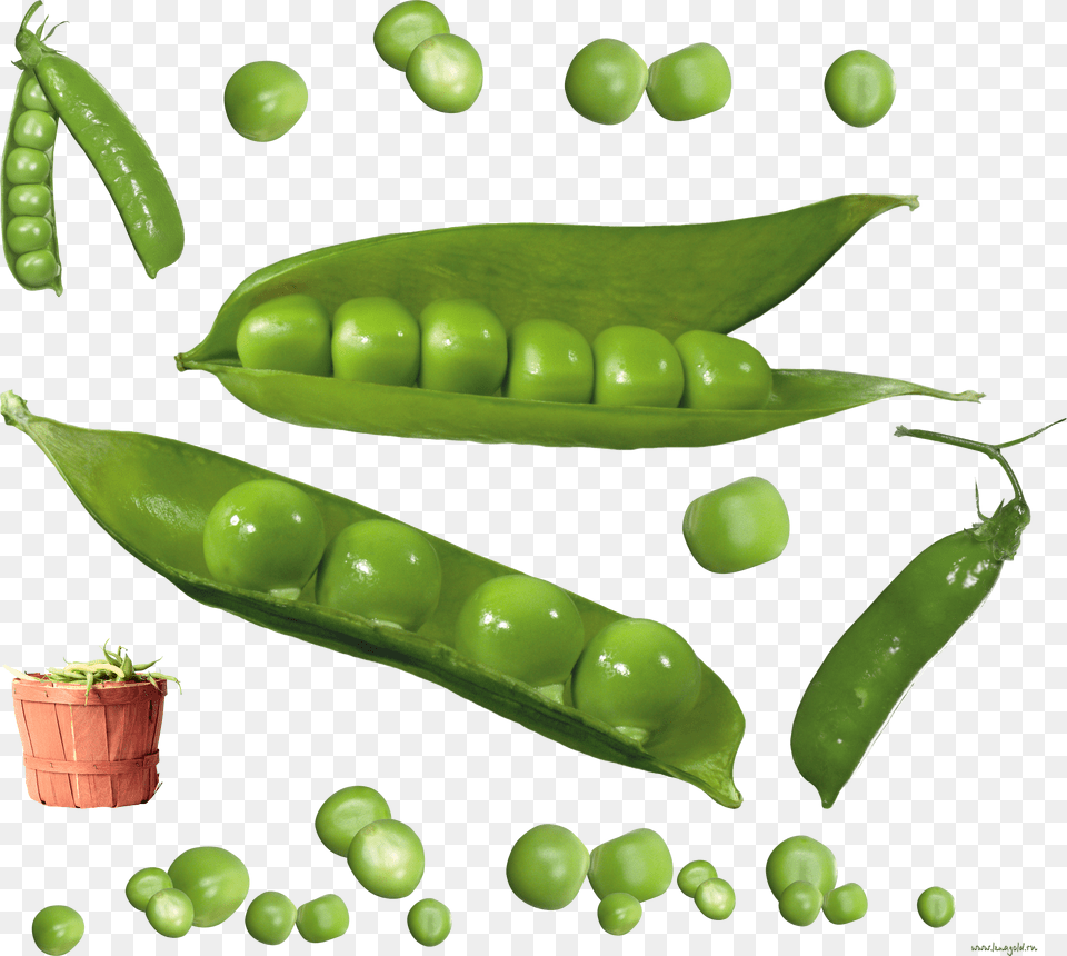 Pea Free Png