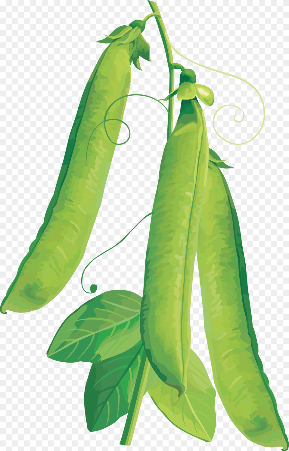 Pea, Food, Plant, Produce, Vegetable Free Transparent Png