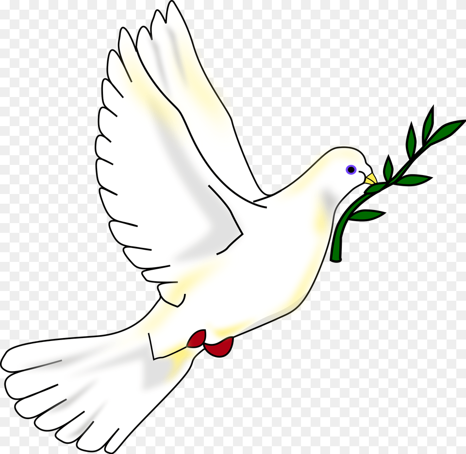 Peace Dove, Animal, Bird, Pigeon Png Image