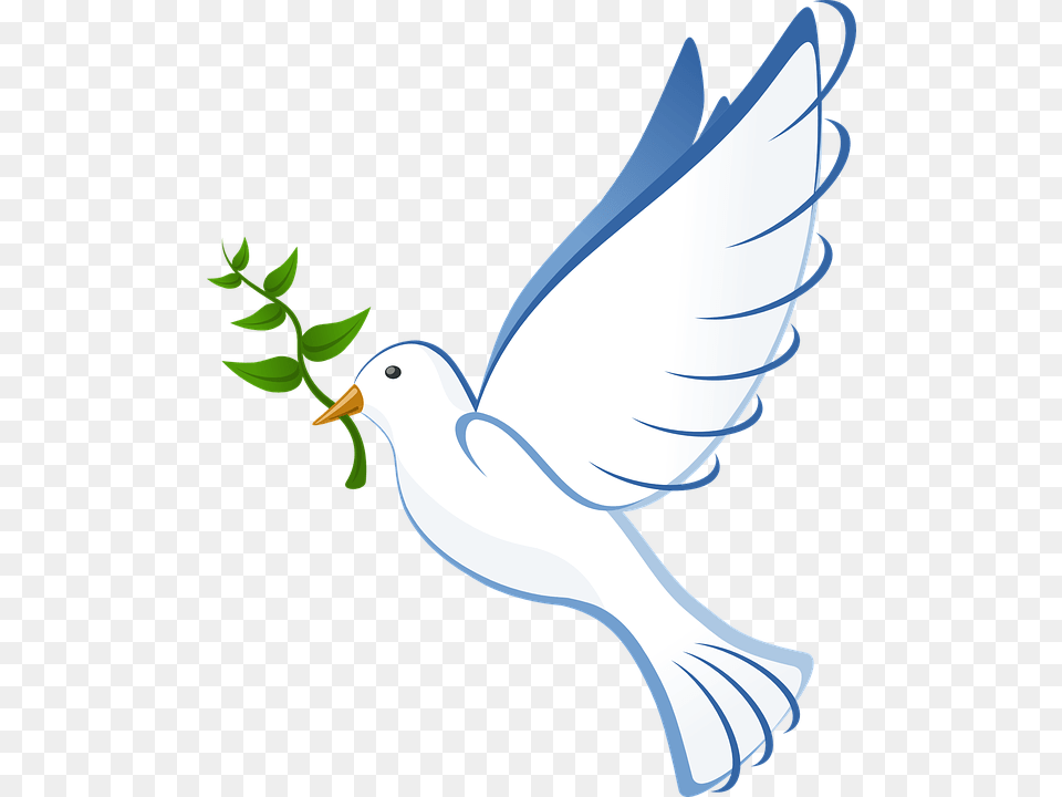 Peace Dove, Animal, Bird, Pigeon, Fish Free Png