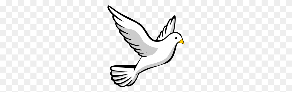 Peace Dove Clipart Obituary, Animal, Bird, Pigeon Png Image