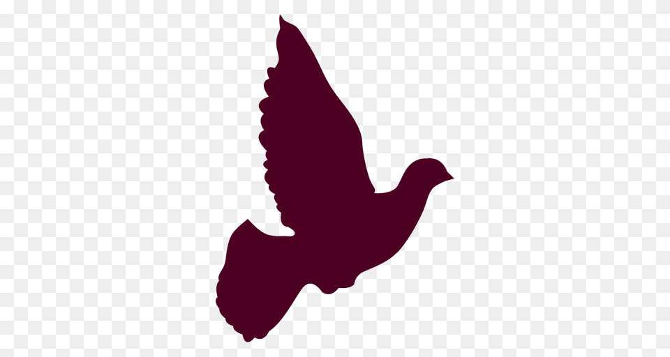 Peace Dove Flying, Animal, Pigeon, Bird, Cat Free Png