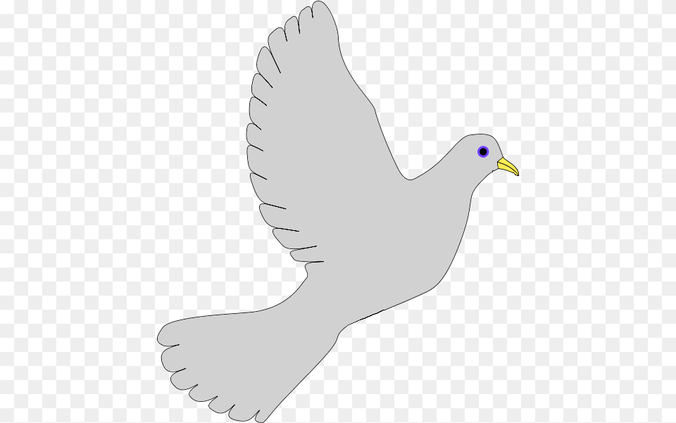 Peace Dove Grey Pigeons And Doves, Person, Animal, Bird, Pigeon Png