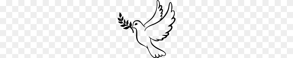 Peace Dove With Olive Branch, Gray Png Image