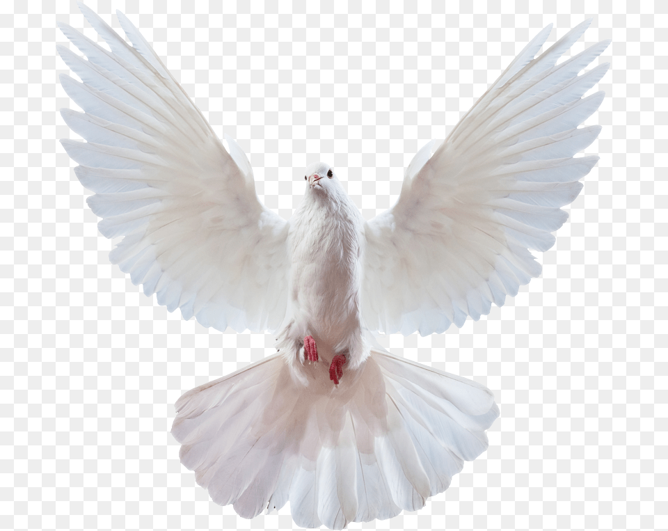 Peace Doves, Animal, Bird, Pigeon, Dove Png Image