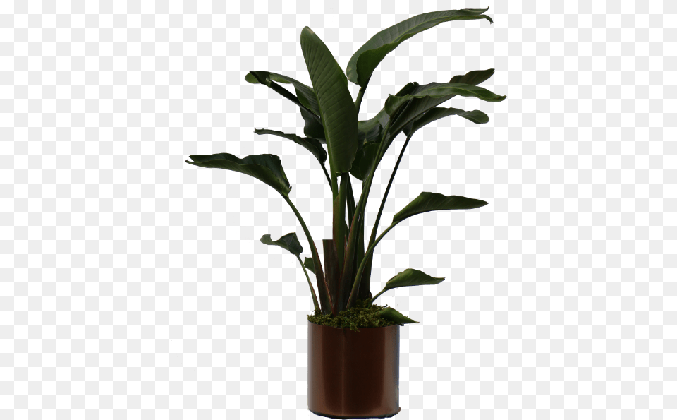 Peace Lily Big Leaves, Leaf, Plant, Potted Plant, Flower Free Png