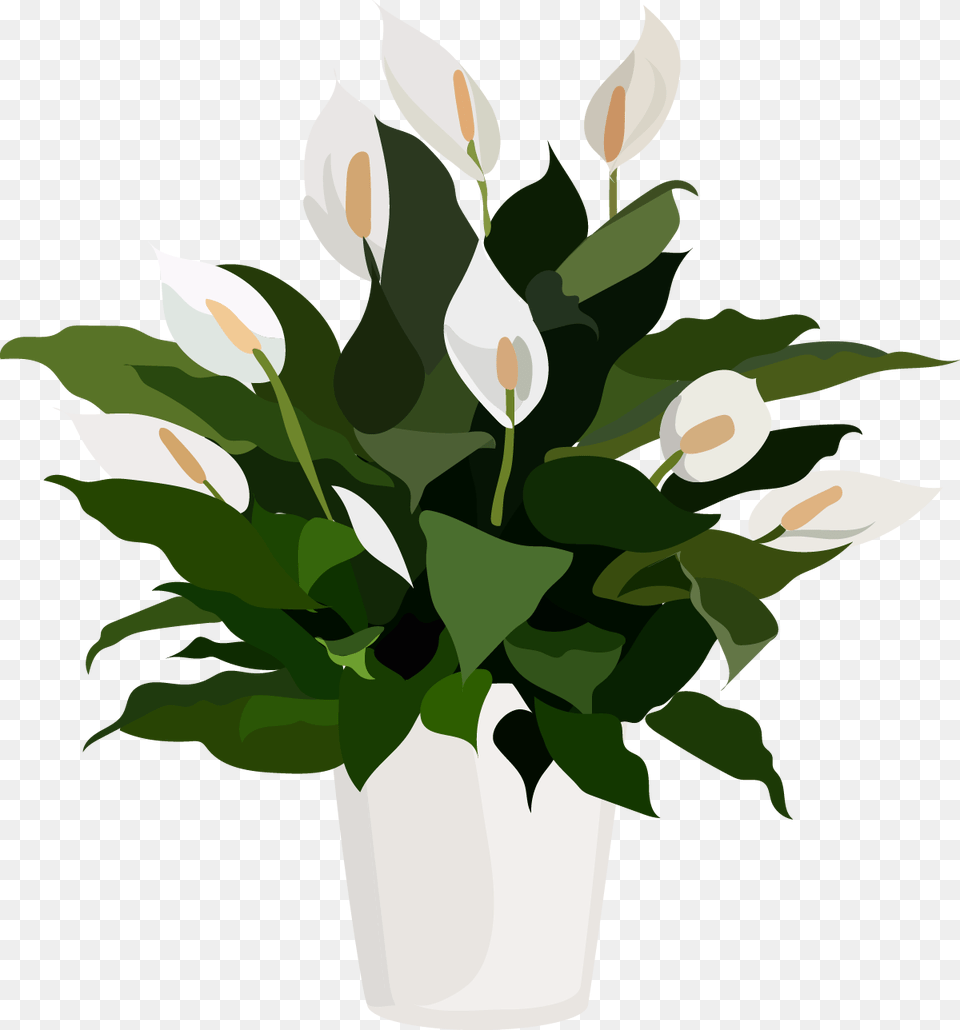 Peace Lily Flower, Flower Arrangement, Plant, Potted Plant, Leaf Png