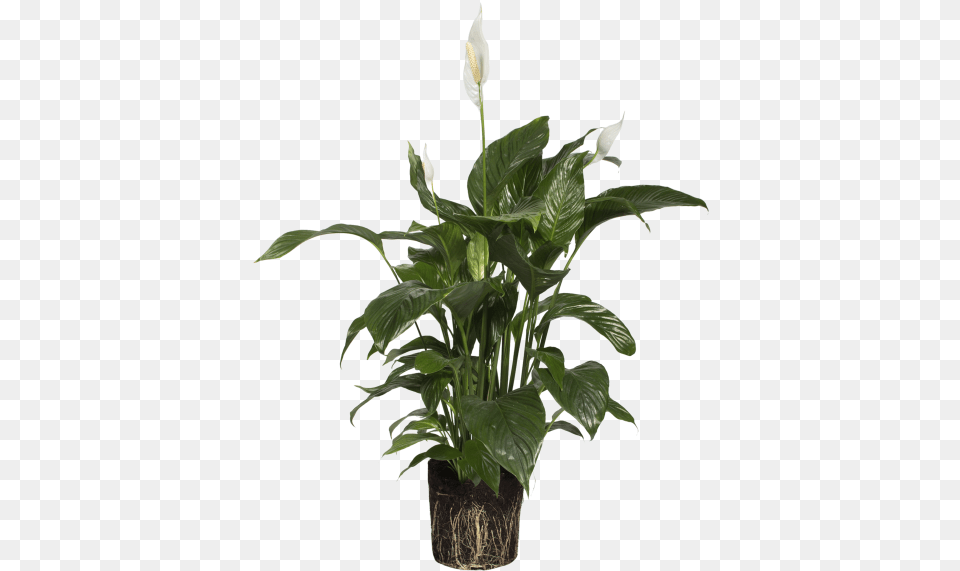 Peace Lily Houseplant, Flower, Plant, Potted Plant, Flower Arrangement Free Png