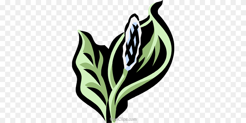 Peace Lily Royalty Vector Clip Art Illustration, Leaf, Plant, Smoke Pipe, Flower Png