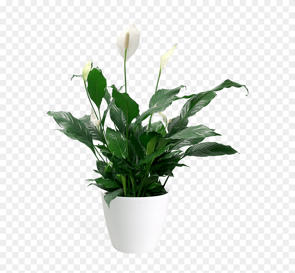 Peace Lily Transparent Hd Flowerpot, Flower, Flower Arrangement, Plant, Potted Plant Png Image