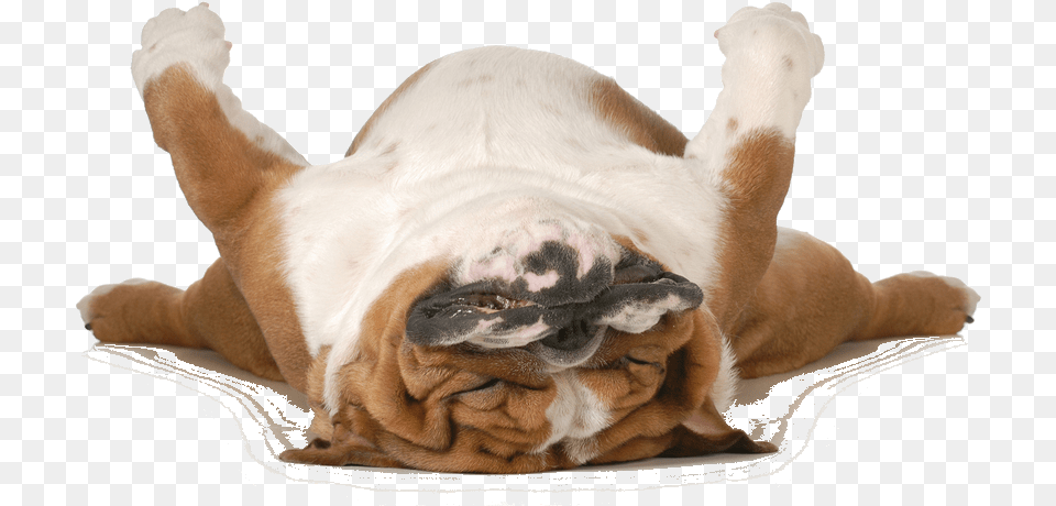 Peace Love And Real Talk Schleepy, Animal, Canine, Dog, Mammal Free Png Download